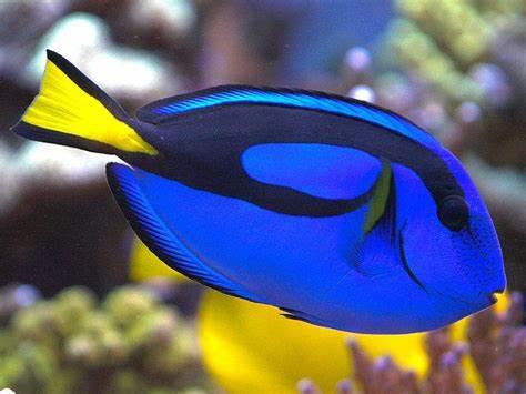 Blue Tangs