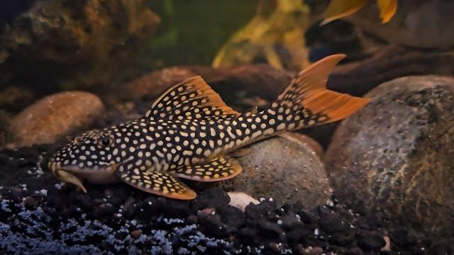 Sunshine Pleco