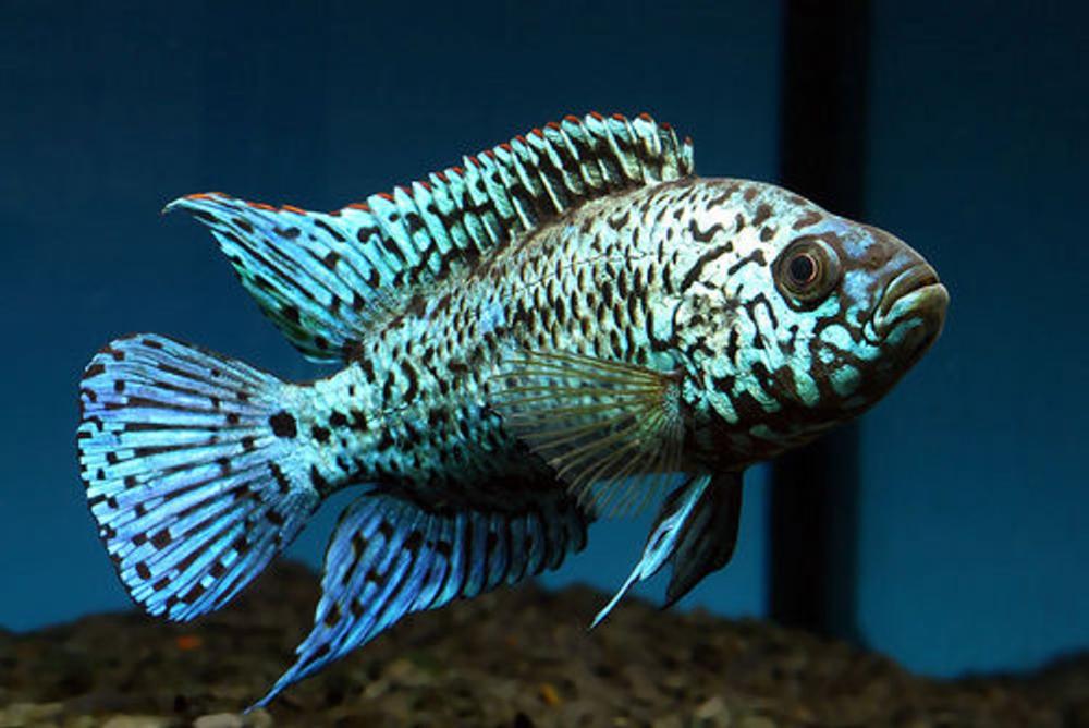 Jack Dempsey Cichlid