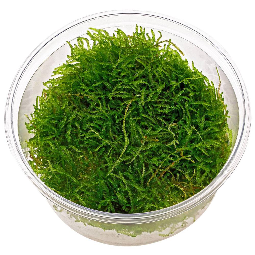 Java Moss